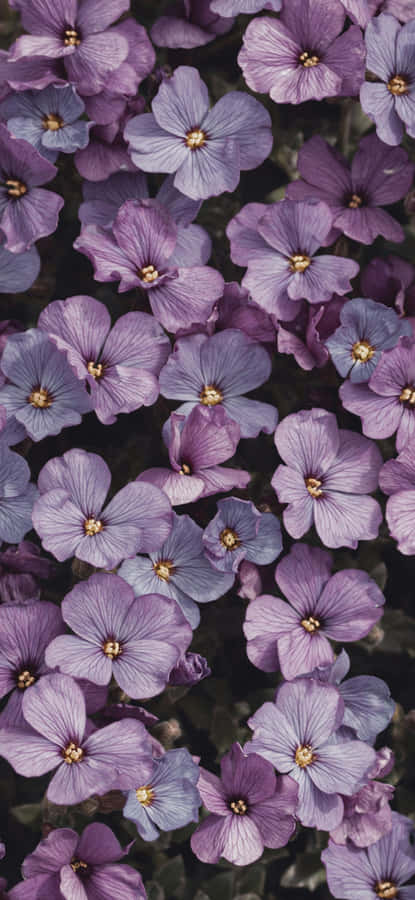 Vibrant Purple Flowers Closeup Wallpaper