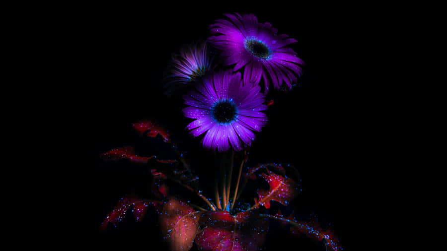 Vibrant Purple Flowers Dark Background4 K Wallpaper