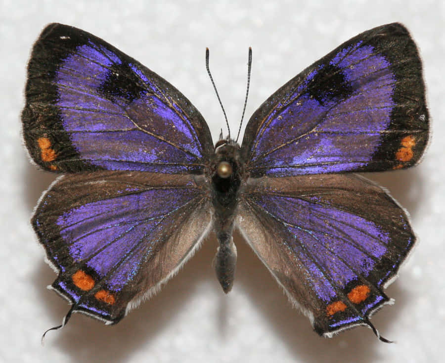 Vibrant_ Purple_ Hairstreak_ Butterfly.jpg Wallpaper