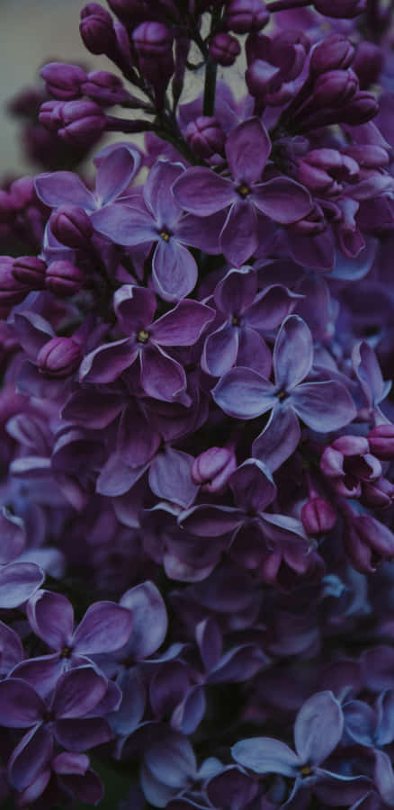 Vibrant Purple Lilac Cluster Wallpaper
