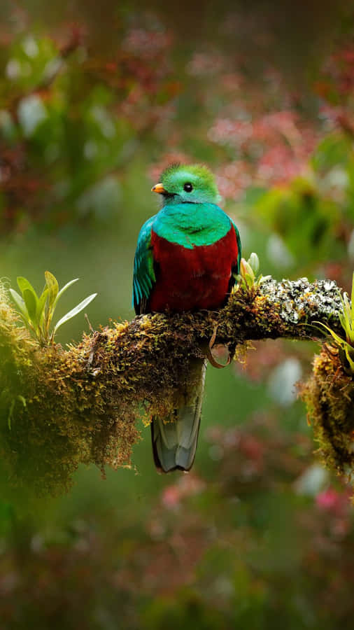 Vibrant Quetzal Perchedon Branch Wallpaper