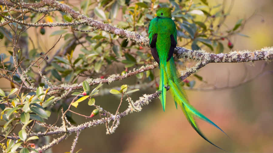 Vibrant Quetzal Perchedon Branch Wallpaper