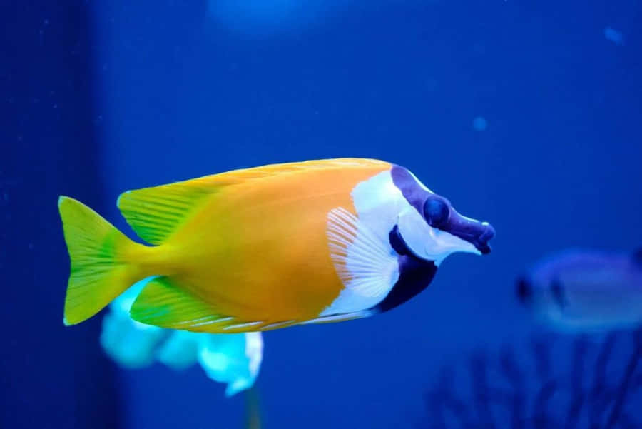 Vibrant Rabbitfish In Blue Waters Wallpaper
