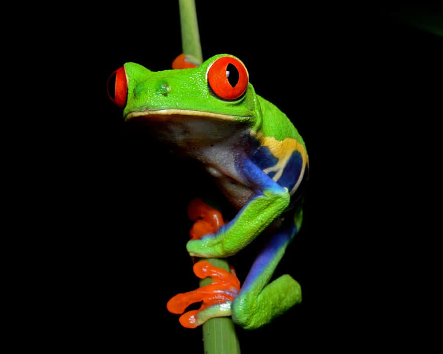Vibrant Red Eyed Tree Frog Wallpaper