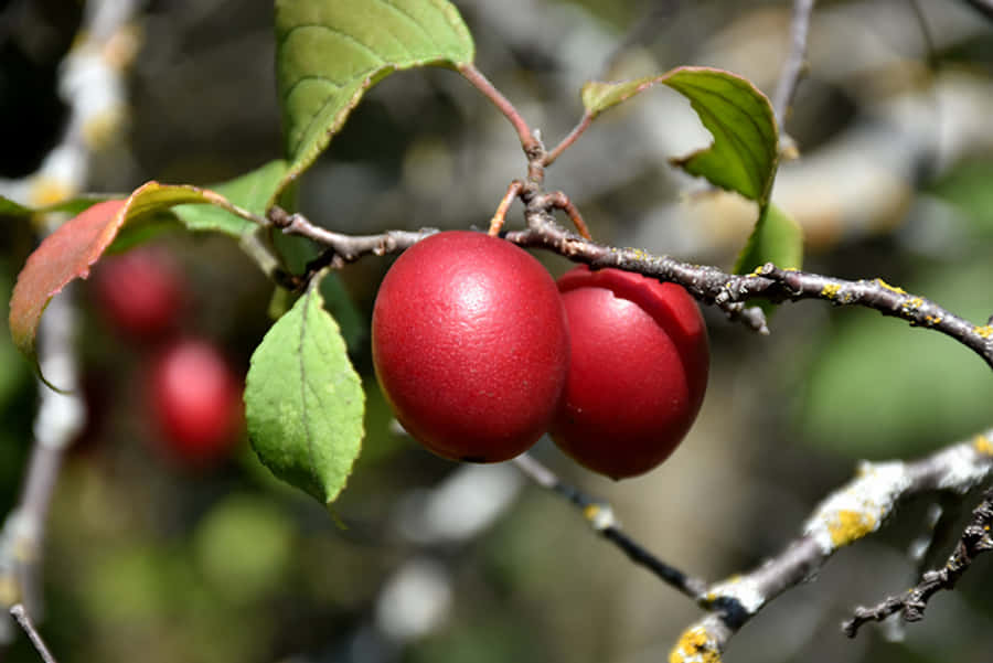 Vibrant Red Plum On A Branch Wallpaper