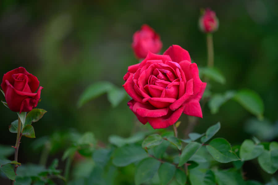 Vibrant_ Red_ Roses_ Garden_4 K Wallpaper