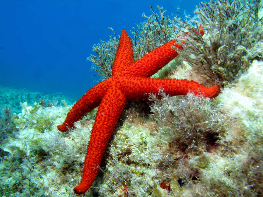 Vibrant Red Sea Star Underwater Wallpaper