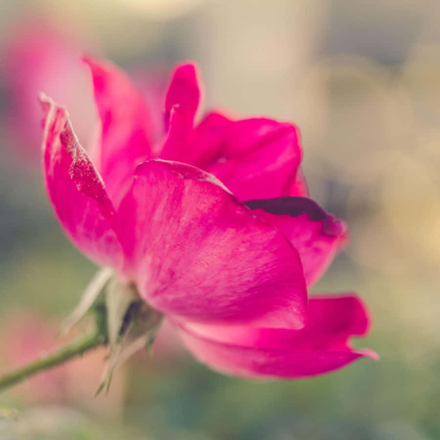 Vibrant Rose Blooms In Artistic Wallpaper Wallpaper