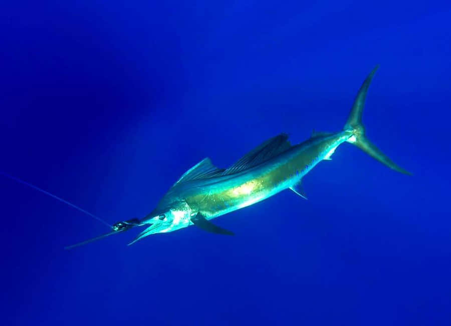 Vibrant Sailfish In Deep Blue Ocean Wallpaper