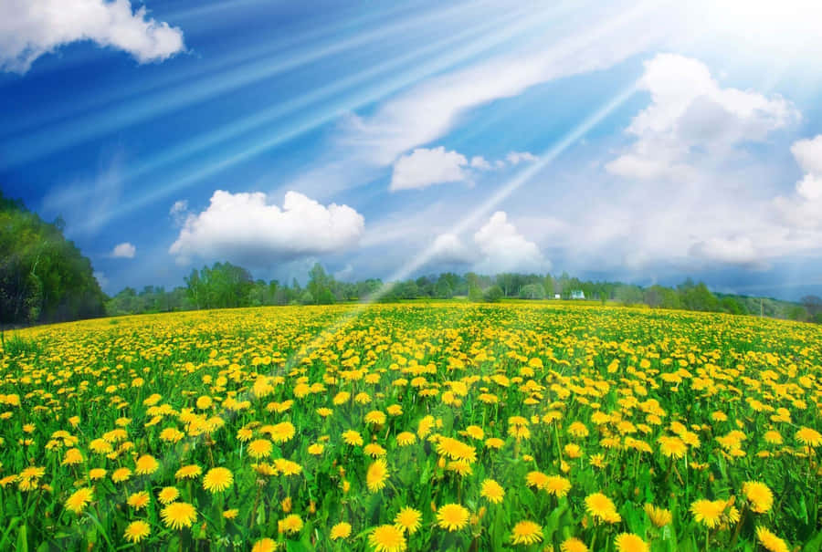 Vibrant Spring Sunshine Over Blossoming Landscape Wallpaper
