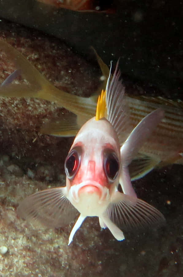 Vibrant Squirrelfish Exploring The Underwater World Wallpaper