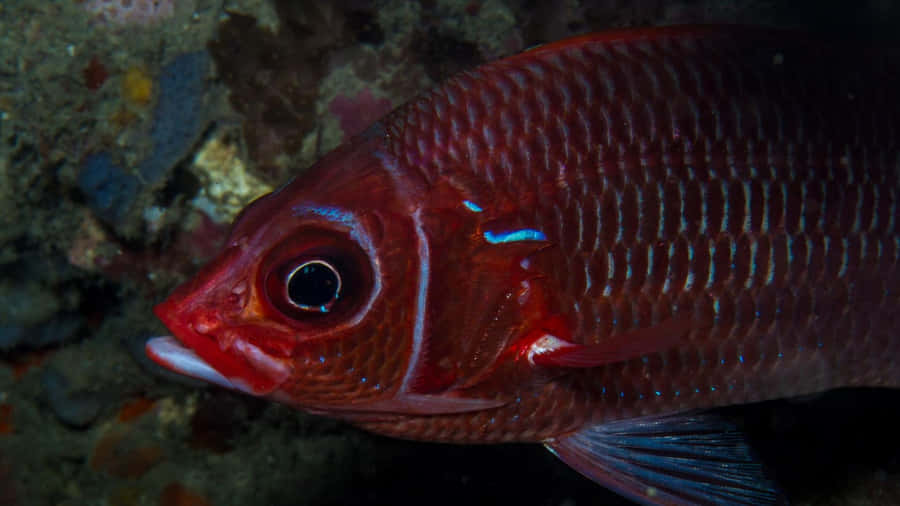 Vibrant Squirrelfish Underwater Wallpaper