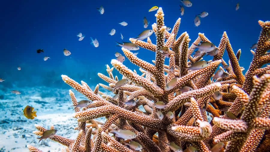 Vibrant_ Staghorn_ Coral_ Reef_with_ Fish Wallpaper
