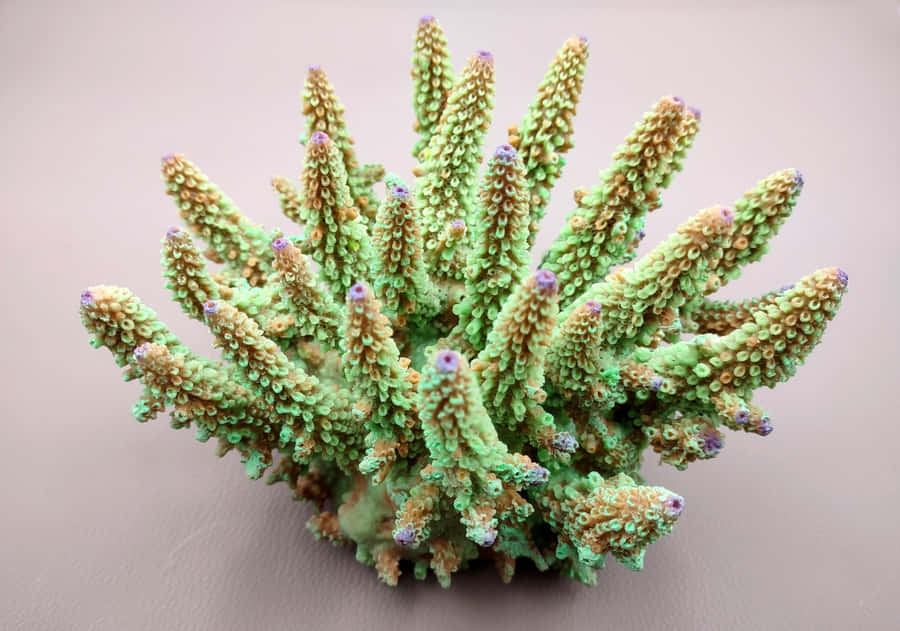 Vibrant Staghorn Coral Specimen Wallpaper