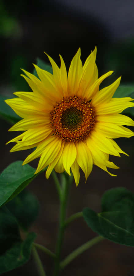 Vibrant Sunflower Close Up Wallpaper