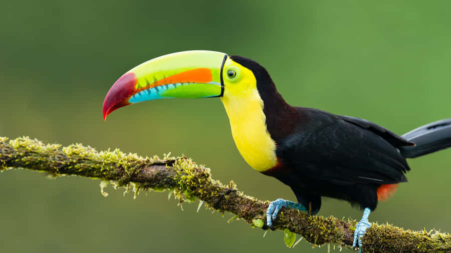 Vibrant_ Toucan_on_ Branch_4 K Wallpaper