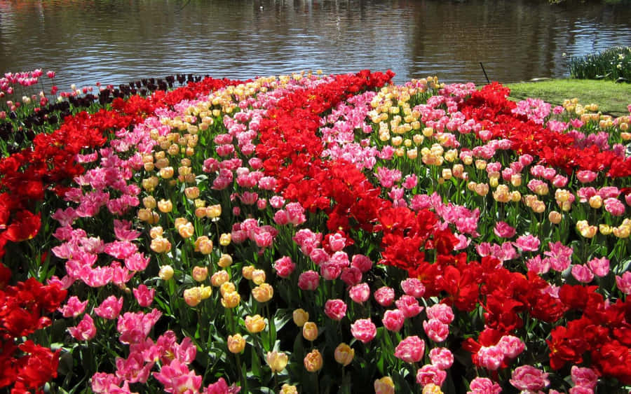 Vibrant Tulip Displayby Water Wallpaper