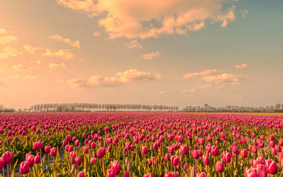 Vibrant Tulip Field In Full Bloom Wallpaper