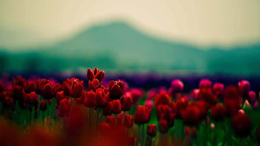 Vibrant Tulip Field In Full Bloom Wallpaper