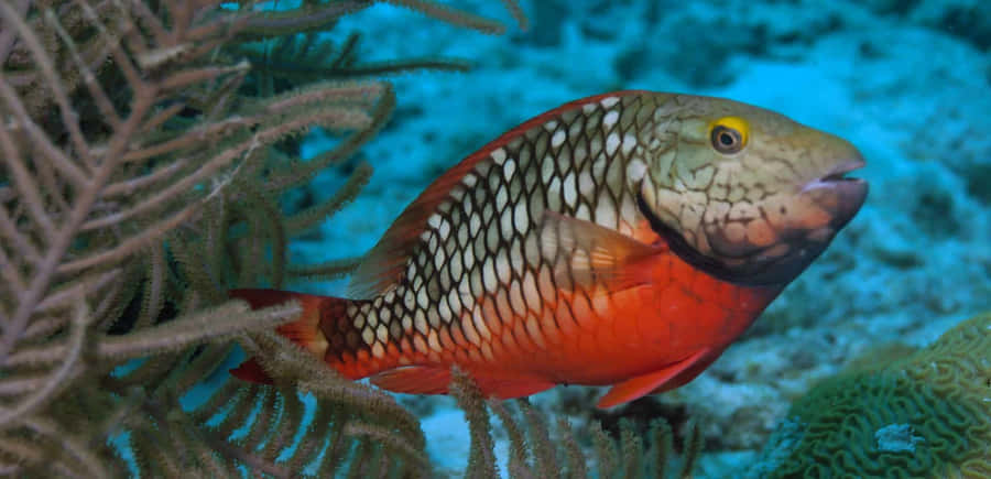 Vibrant Underwater Beauty: A Parrotfish In Motion Wallpaper