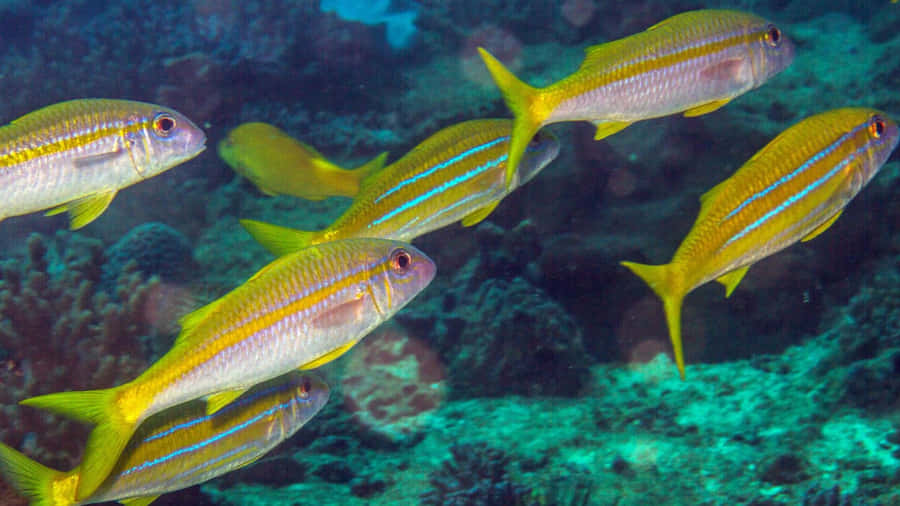 Vibrant Underwater Scene With A Goatfish Wallpaper