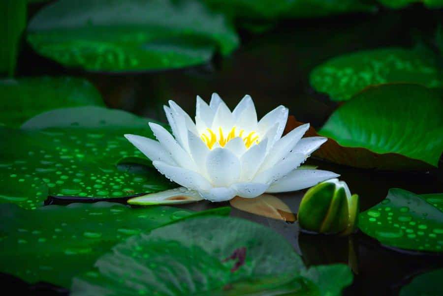 Vibrant Wetland Ecosystem Showcasing Diverse Plant Life Wallpaper