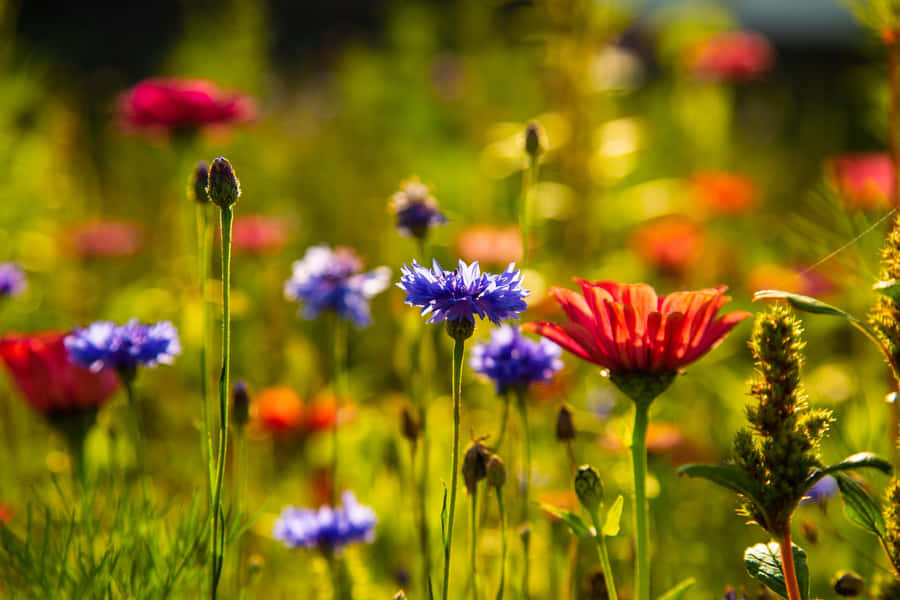 Vibrant Wildflowers Blooming In A Lush Meadow Wallpaper