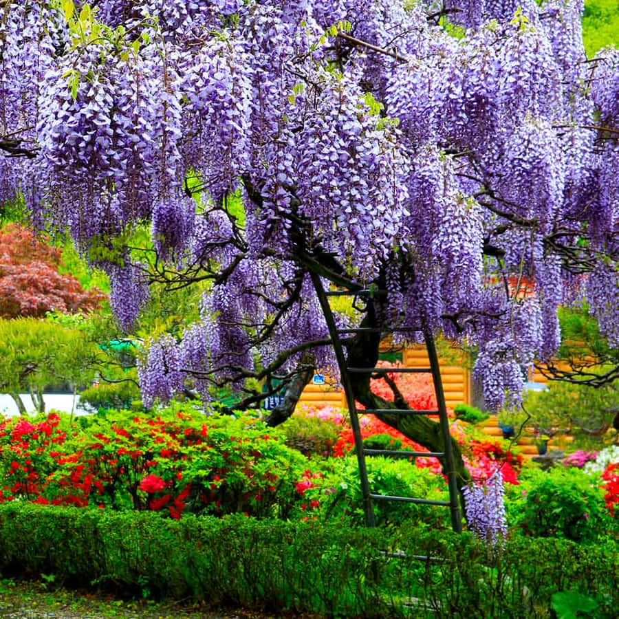 Vibrant Wisteria Garden Bloom Wallpaper