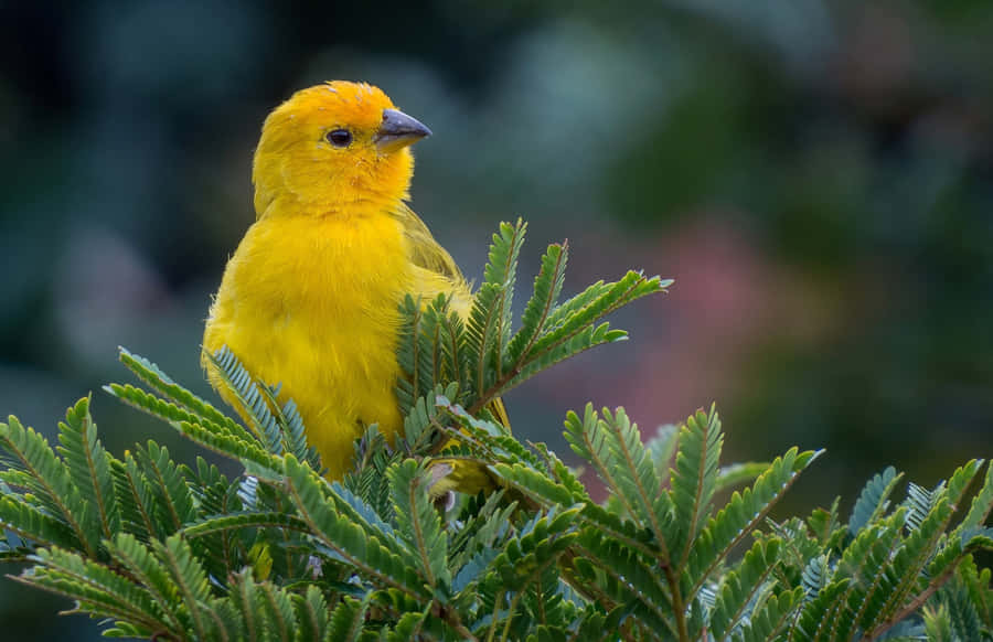 Vibrant Yellow Canary Perched In Nature Wallpaper