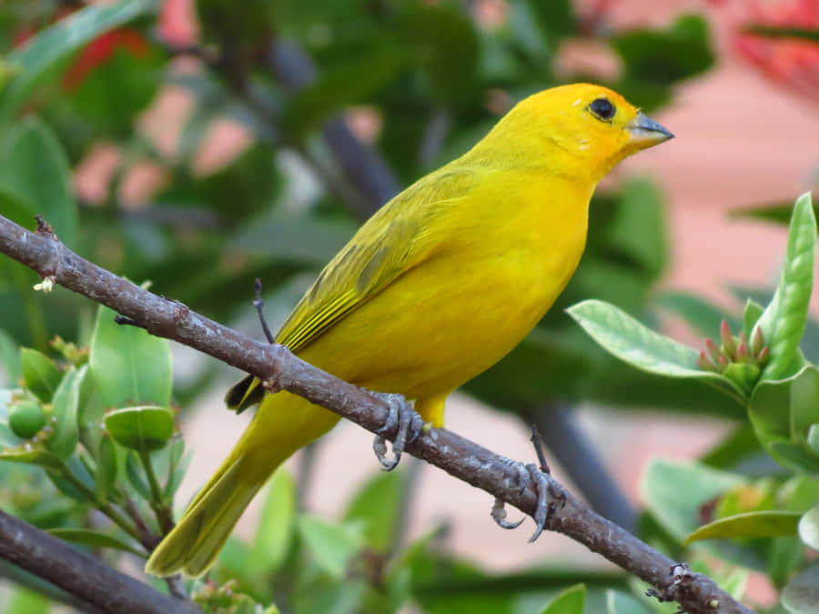 Vibrant Yellow Canary Perched On A Branch Wallpaper