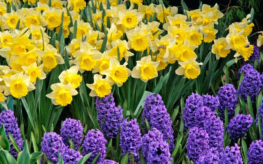 Vibrant Yellow Daffodils In Full Bloom Wallpaper