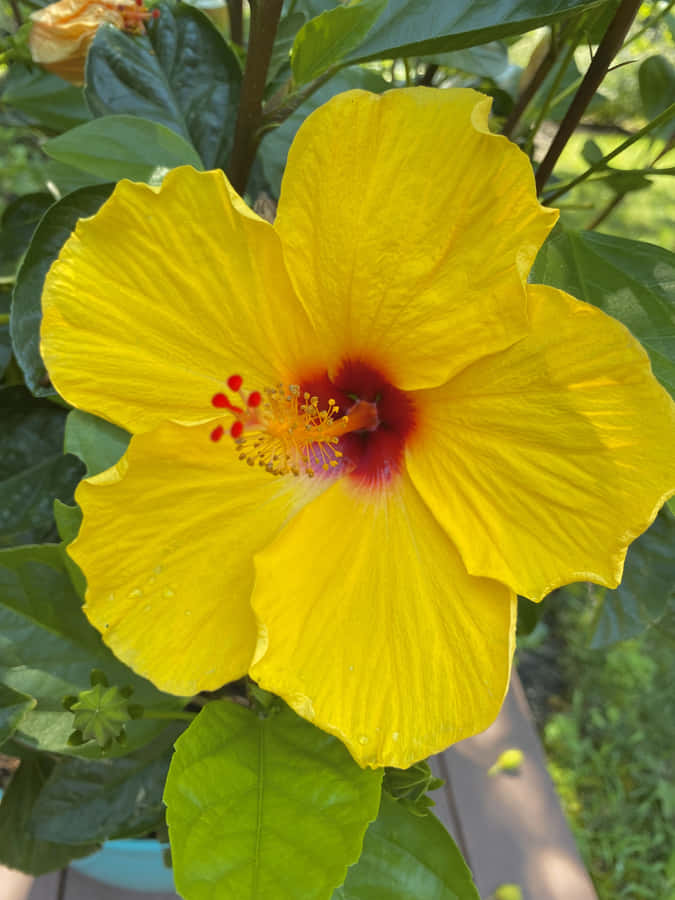 Vibrant Yellow Hibiscus Bloom Wallpaper
