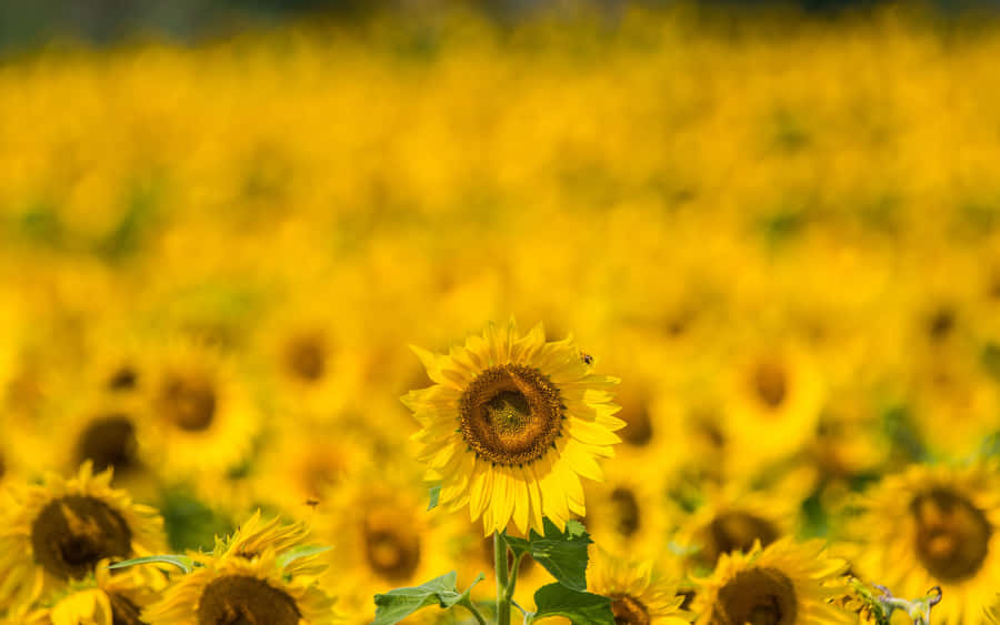 Vibrant Yellow Summer Field Wallpaper