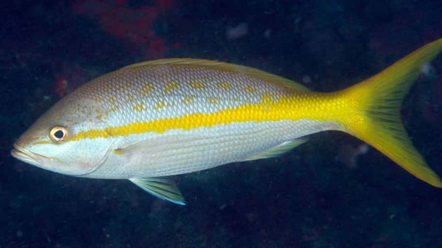 Vibrant Yellowtail Snapper In Its Natural Ocean Habitat Wallpaper