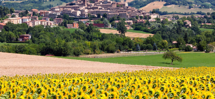 View Of A Lush Mountain Range Wallpaper