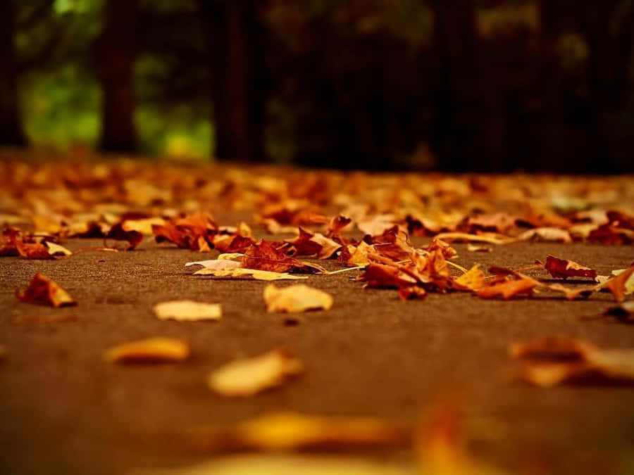 View Of Autumn Above A Misty Lake Wallpaper