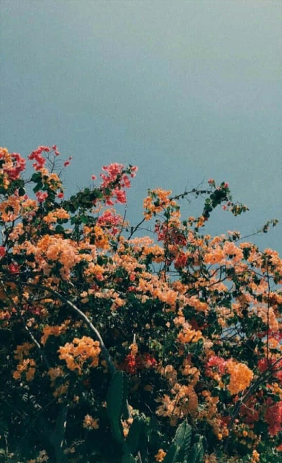 Vintage Aesthetic Plant In A Rustic Setting Wallpaper