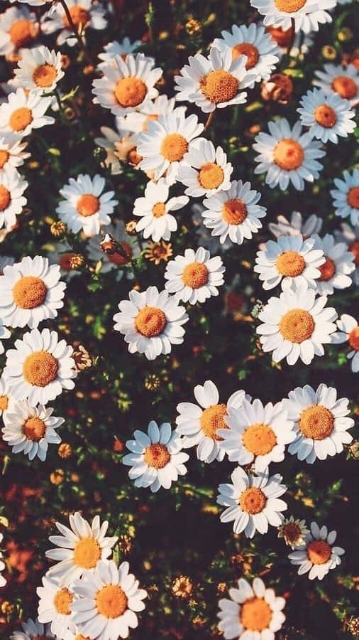 Vintage Daisy Field Sunlit Soft Aesthetic.jpg Wallpaper