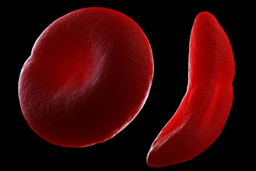 Vivid Red Blood Cells Microscopic View Wallpaper