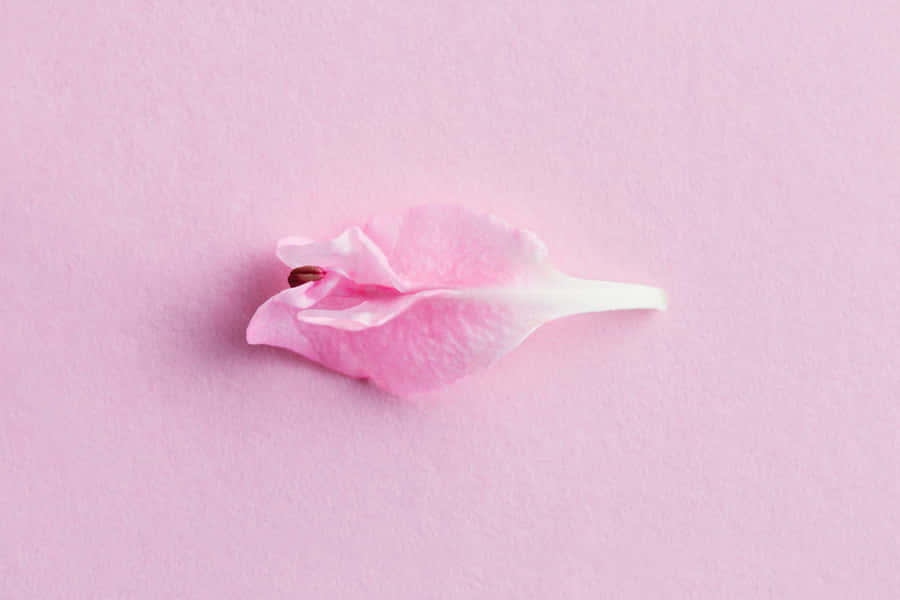 Vulnerable Pink Flower Wallpaper