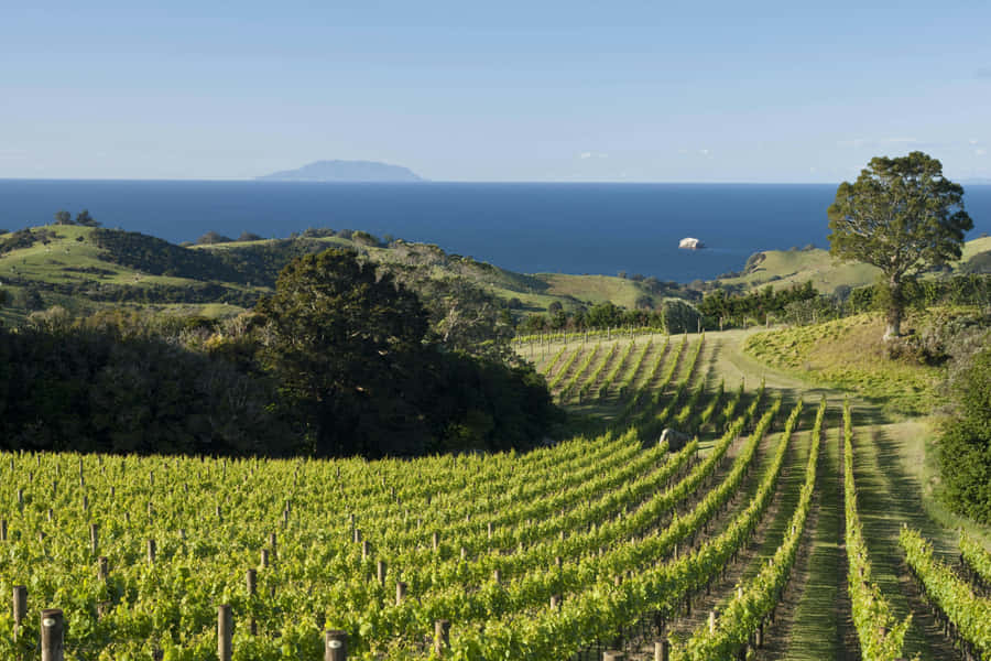 Waiheke Island Vineyard Scenic View Wallpaper