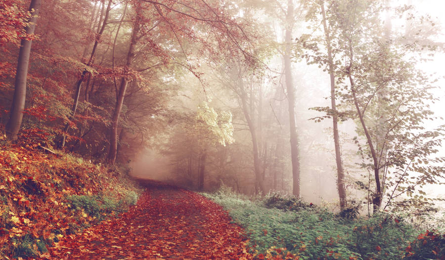 Wake Up To A Foggy Autumn Forest On A Chilly Day Wallpaper
