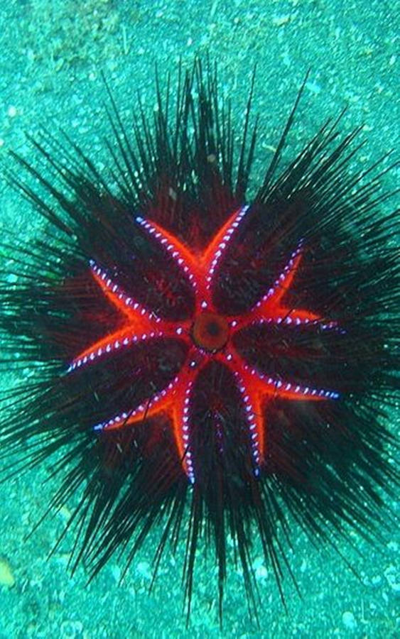 Walking Radiant Sea Urchin Under Ocean Wallpaper