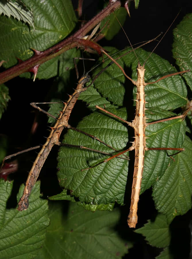 Walking Sticks Camouflagedon Leaves.jpg Wallpaper