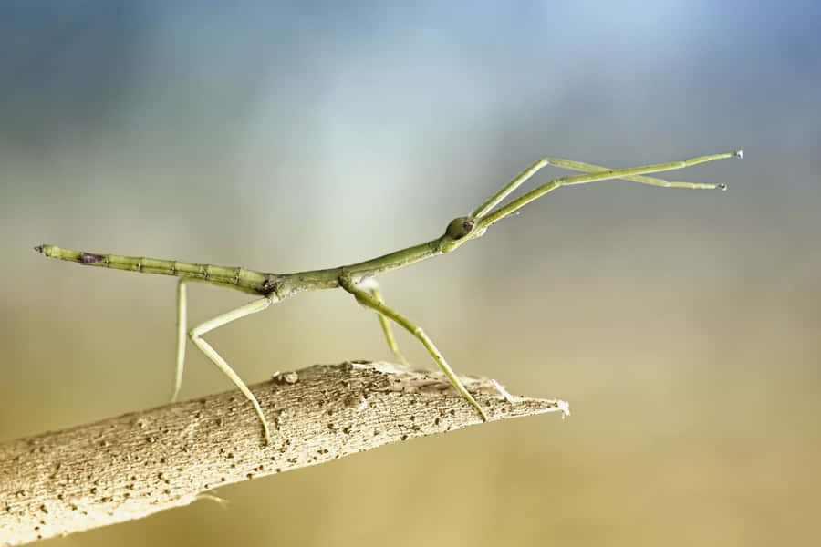 Walkingstick Insect On Branch.jpg Wallpaper
