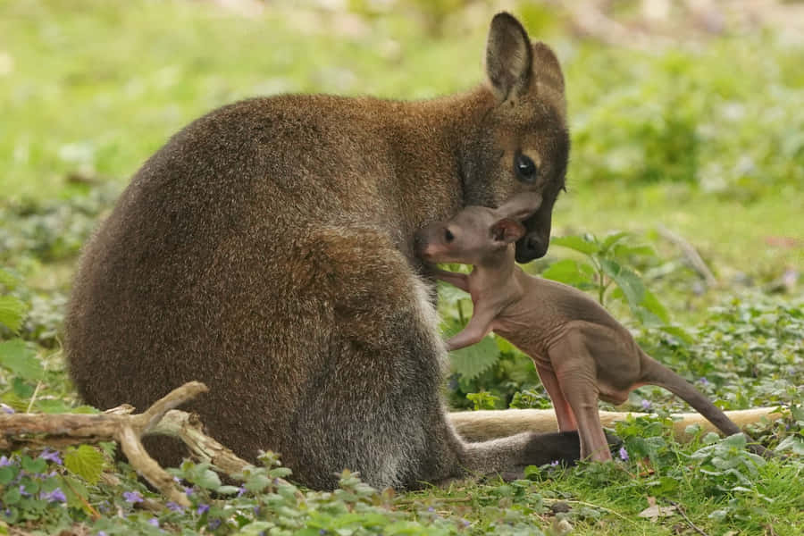 Wallaby Motherand Joey Care Wallpaper