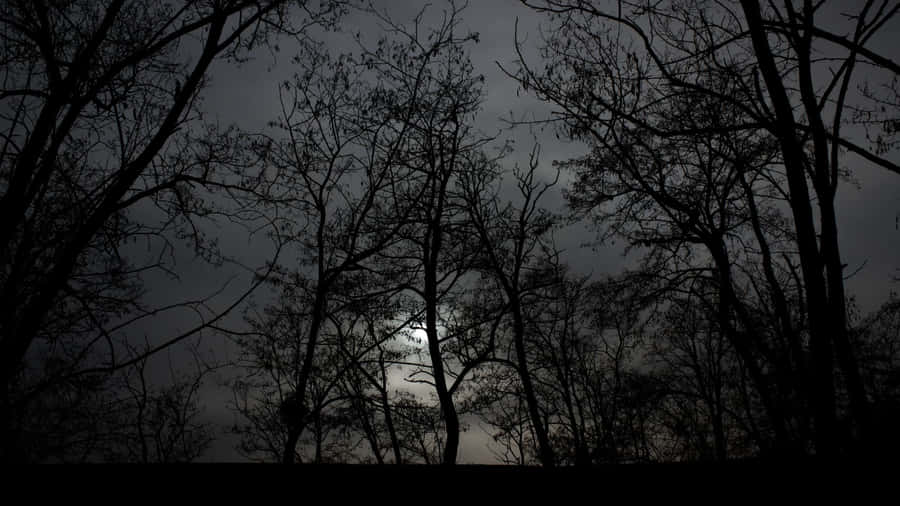 Wander Through The Dark And Mysterious Woods Of A Haunted Forest Wallpaper