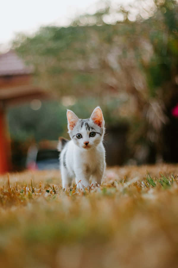 Wandering Baby Cute Cat Pfp Wallpaper