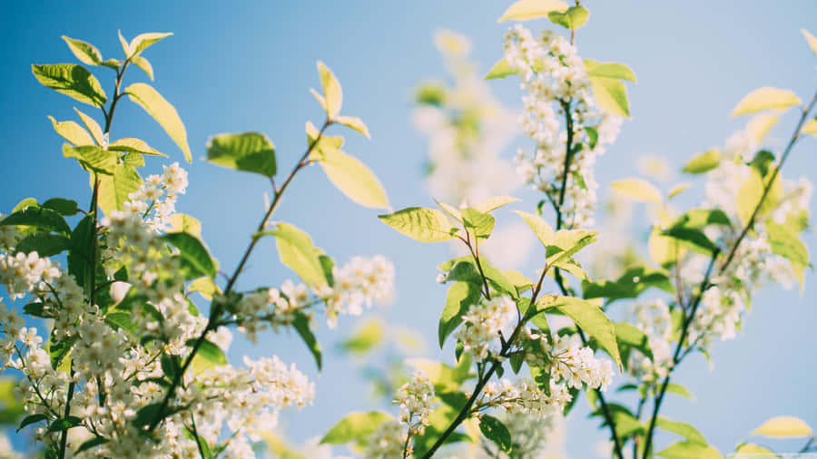 Warm Spring Sunshine In A Beautiful Flower Garden Wallpaper