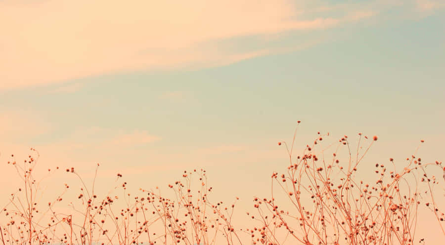 Warm Toned Skyand Dry Plants Wallpaper